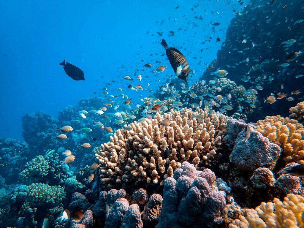Explore the beauty of a vibrant coral reef teeming with a diverse school of fish in a clear blue ocean.