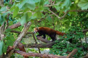 The importance of Biodiversity