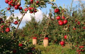 Agriculture and climate change